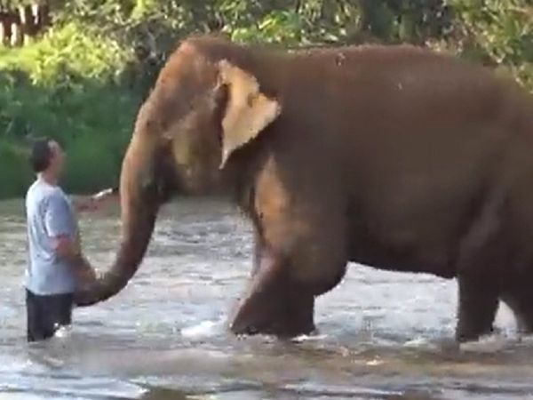 Đàn voi mừng rỡ gặp lại người chăm sóc sau 14 tháng xa cách