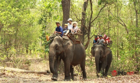 Đắk Lắk,Trung tâm Bảo tồn voi,Voi,bảo tồn,du lịch,động vật