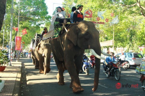 Đắk Lắk,Trung tâm Bảo tồn voi,Voi,bảo tồn,du lịch,động vật