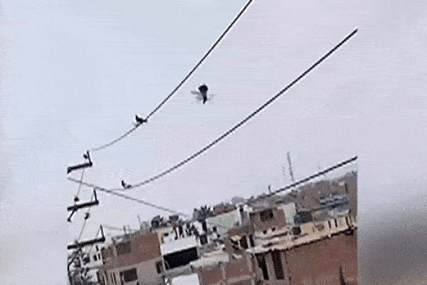 Dùng thiết bị bay không người lái giải cứu chim bồ câu mắc kẹt trên dây điện