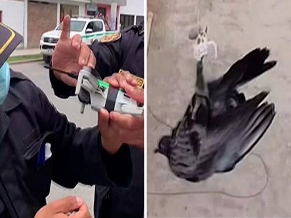 Dùng thiết bị bay không người lái giải cứu chim bồ câu mắc kẹt trên dây điện