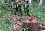 Xác định 2 cán bộ kiểm lâm để 37 đối tượng phá rừng, nhận 'lại quả' hàng chục triệu đồng
