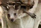 Khám phá điều đặc biệt bên trong túi của kangaroo mẹ