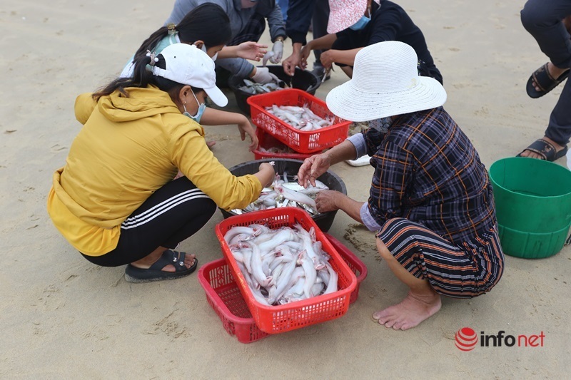 Trúng mùa cá khoai, ngư dân xứ Quảng thu nhập tiền triệu mỗi ngày