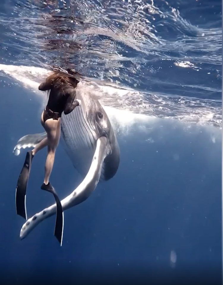 Khoảnh khắc nữ thợ lặn chạm trán với cá voi lưng gù và cái kết