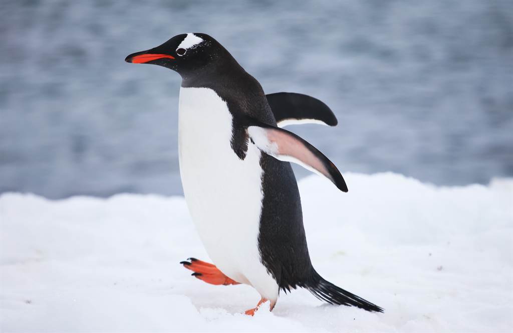 Băng tan khiến một chim cánh cụt tách khỏi đàn và đây là những gì xảy ra tiếp theo