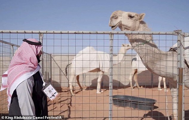 Bên trong spa chăm sóc sắc đẹp cho lạc đà ở Arab Saudi