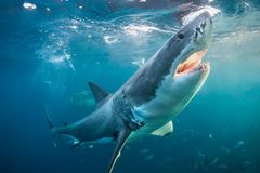 Phát hoảng khi câu được cá mập trắng lớn ở ngoài khơi New Zealand