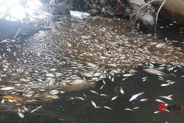 Quảng Nam: Cá chết hàng loạt, nổi trắng mương