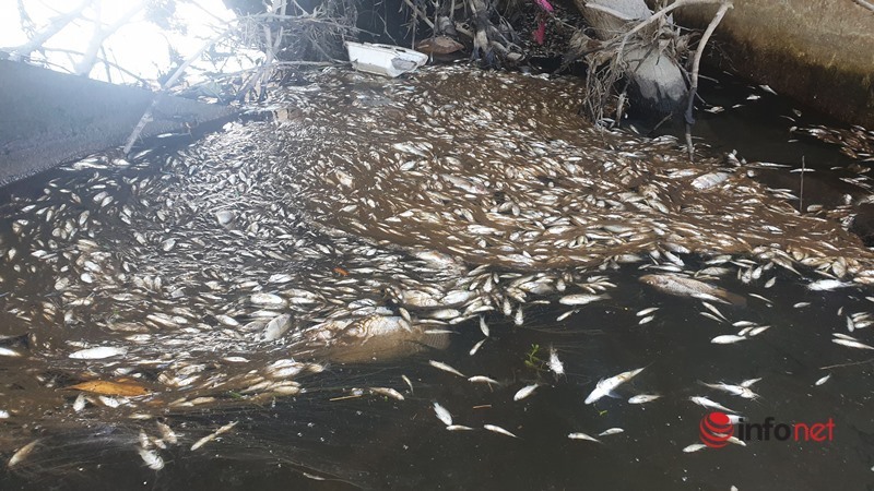 Quảng Nam: Cá chết hàng loạt, nổi trắng mương