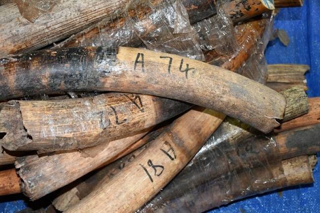 Hơn 6,6 tấn ngà voi, vảy tê tê bị bắt giữ tại cảng Tiên Sa