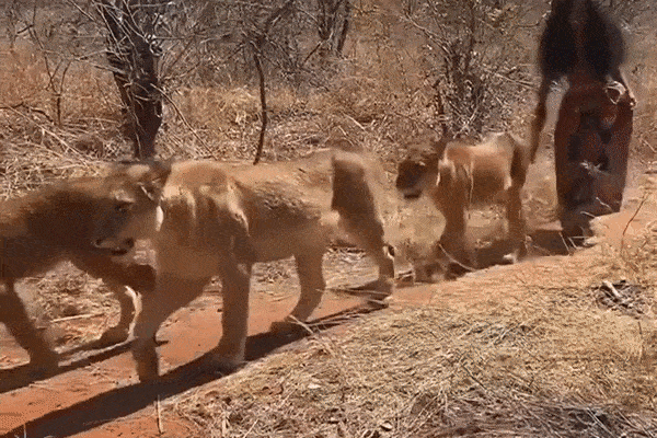Người phụ nữ thản nhiên đi dạo cùng 6 con sư tử cái trong rừng rậm