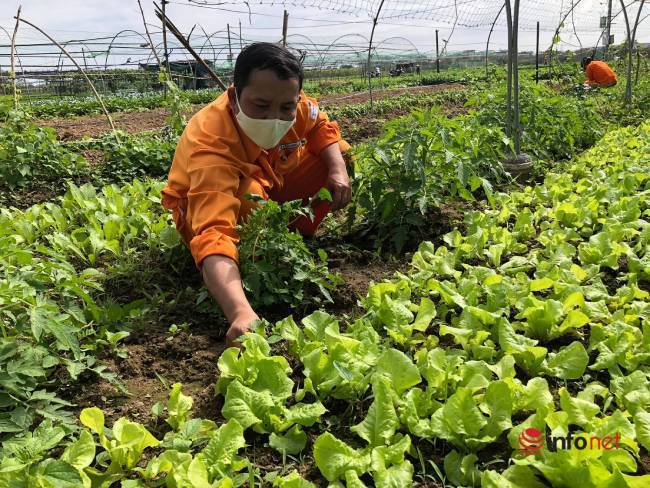 Thất thu cả năm, làng rau sạch lớn nhất Đà Nẵng ngóng vụ Tết