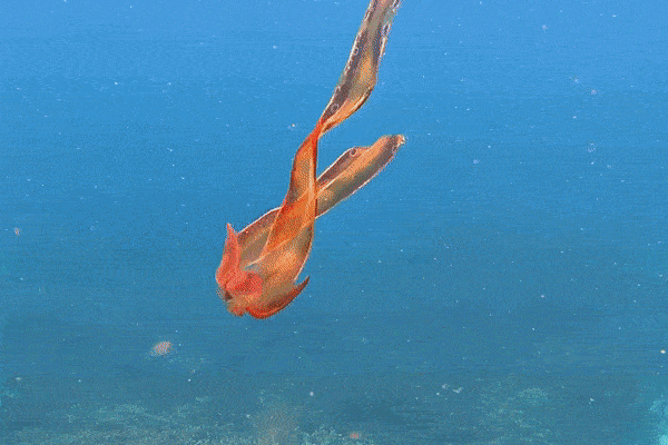 Phát hiện bạch tuộc chăn hiếm thấy ở rạn san hô Great Barrier