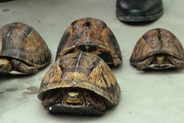 Gom 100 con rùa quý hiếm từ Đà Nẵng ra Hà Nội giao cho khách