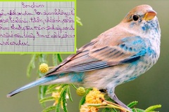 'Siêu phẩm' miêu tả con chim của nam sinh lớp 3, đọc xong không ai biết đây là loài gì!