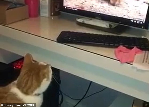 Phì cười khoảnh khắc mèo nhảy lên đòi vồ sóc trong màn hình máy tính
