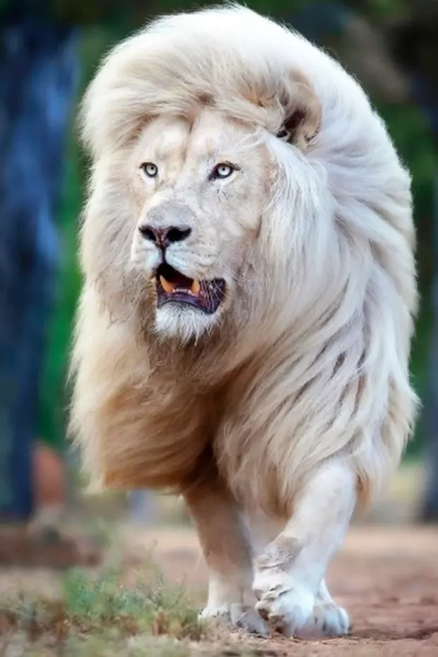Sư tử trắng hiếm hoi xuất hiện ở Nam Phi