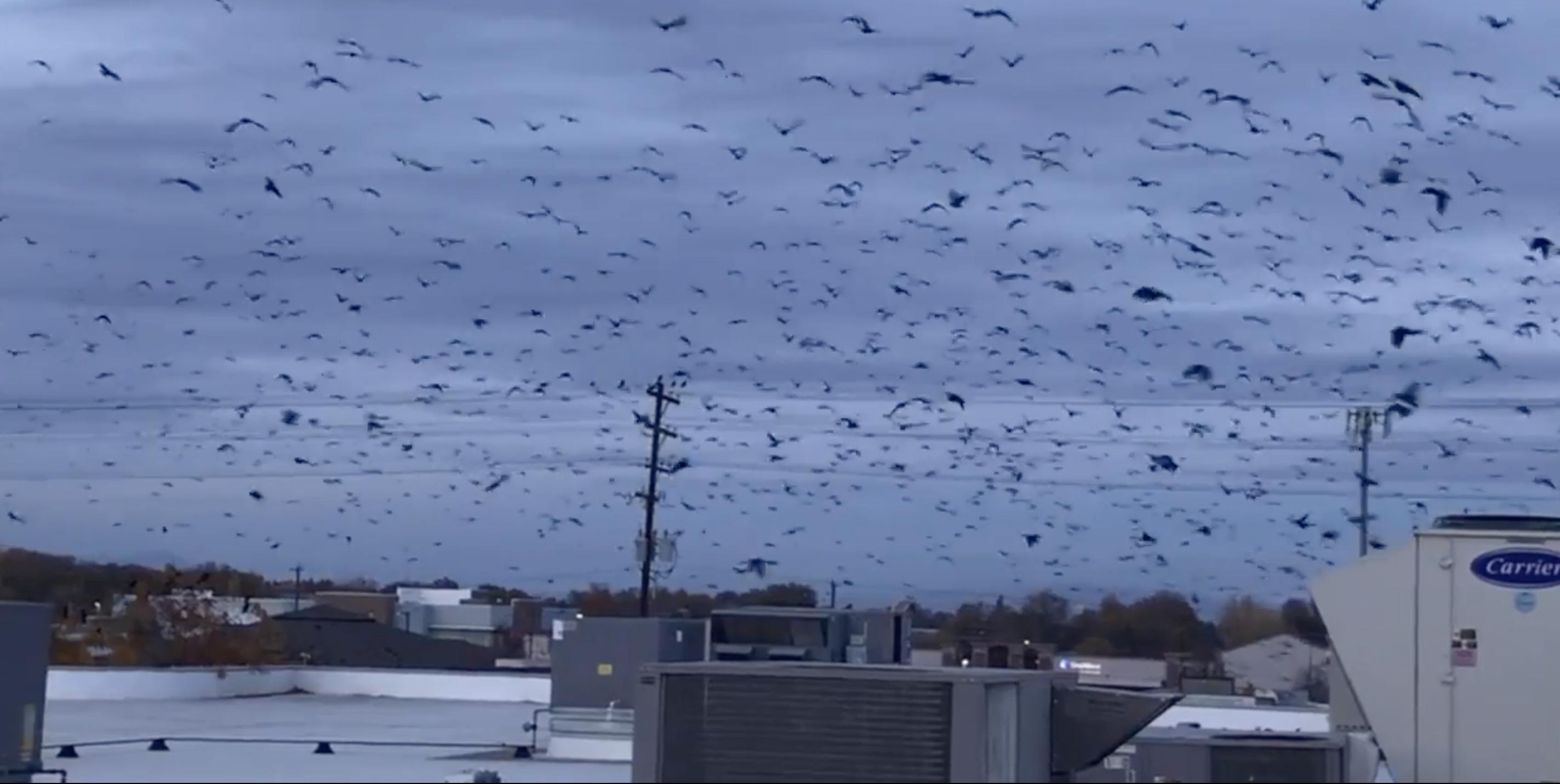Thị trấn Mỹ sử dụng tia laser để đuổi 1.000 con quạ