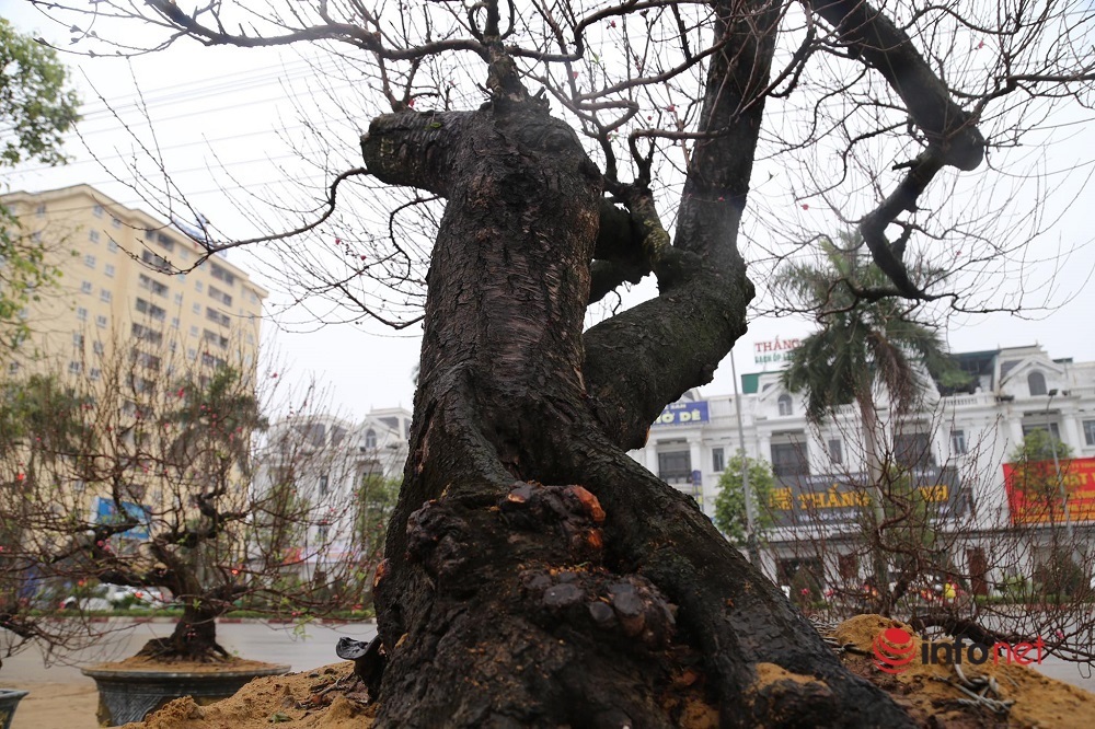 Nghệ An: Đào 'khủng' trưng đầy phố, cho khách thuê hàng trăm triệu đồng chơi Tết