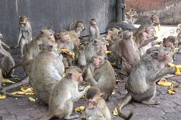 Thái Lan mở cửa du lịch trở lại, đàn khỉ ngang bướng ‘khủng bố’ du khách