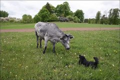 Những con bò xanh khác lạ ở Latvia