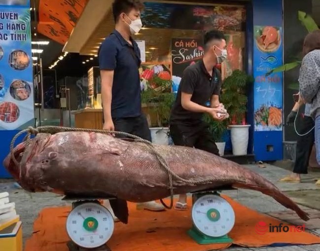 Đà Nẵng: Bắt được cá mú khổng lồ nặng gần 200kg, dài hơn 2m