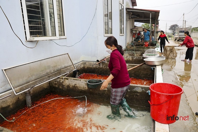Giá cá chép đỏ tăng gấp đôi, dân làng Thủy Trầm được mùa bội thu trước Tết