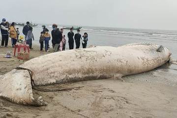 Xác cá voi hàng chục tấn đang phân hủy trôi dạt vào bờ biển Thanh Hóa