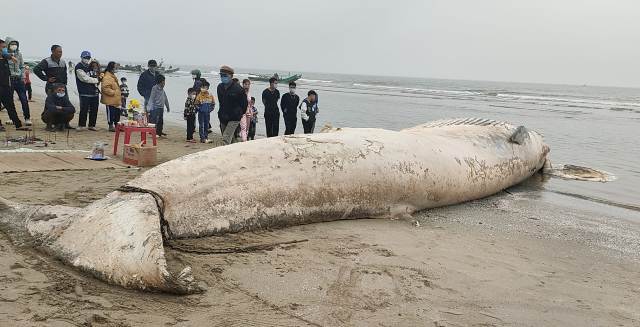 Xác cá voi hàng chục tấn đang phân hủy trôi dạt vào bờ biển Thanh Hóa