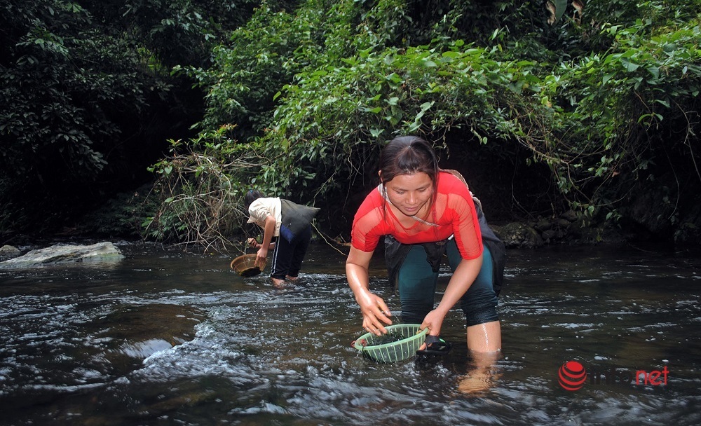 Nghệ An: Dân bản ra suối hái rêu đá chế biến món ăn, tăng thu nhập