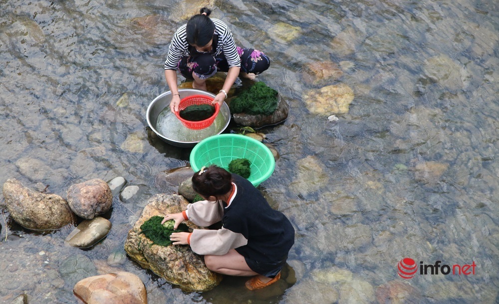 Nghệ An: Dân bản ra suối hái rêu đá chế biến món ăn, tăng thu nhập