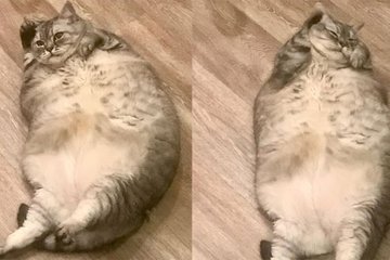 Con mèo béo nhất thế giới gặp khó khăn khi đi lại