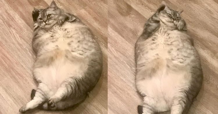 Con mèo béo nhất thế giới gặp khó khăn khi đi lại