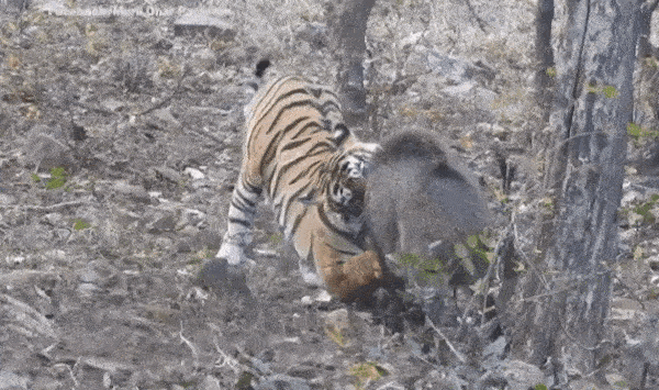 Hổ và lợn rừng kịch chiến trong trận chiến sinh tử