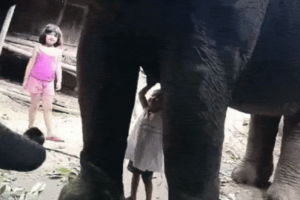 Choáng bé gái 3 tuổi thoải mái đùa nghịch, uống sữa của voi ở Ấn Độ