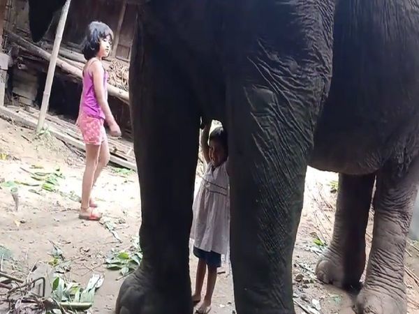 Choáng bé gái 3 tuổi thoải mái đùa nghịch, uống sữa của voi ở Ấn Độ