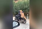 Kinh ngạc chú chó bám cổ chủ nhân ngồi sau xe máy vượt 300 km về quê ăn Tết