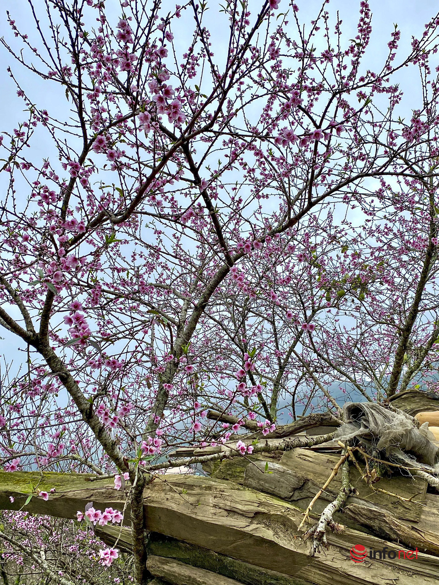 Sơn La: Hoa đào nở rộ trên 'biển mây' Tà Xùa những ngày đầu xuân
