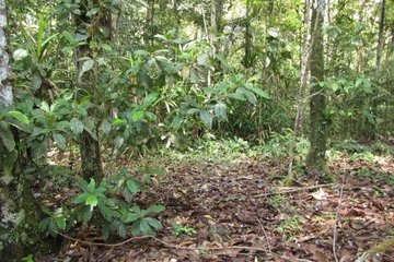 Giải mã 'Khu vườn của quỷ' trong rừng nhiệt đới Amazon