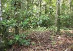 Giải mã 'Khu vườn của quỷ' trong rừng nhiệt đới Amazon