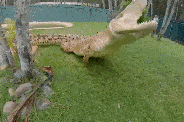 Hậu duệ 'thợ săn cá sấu' thoát chết trong gang tấc khi đối mặt với bò sát khổng lồ