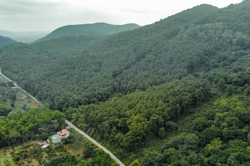Thăm rừng sến lớn nhất Đông Nam Á tại Thanh Hóa
