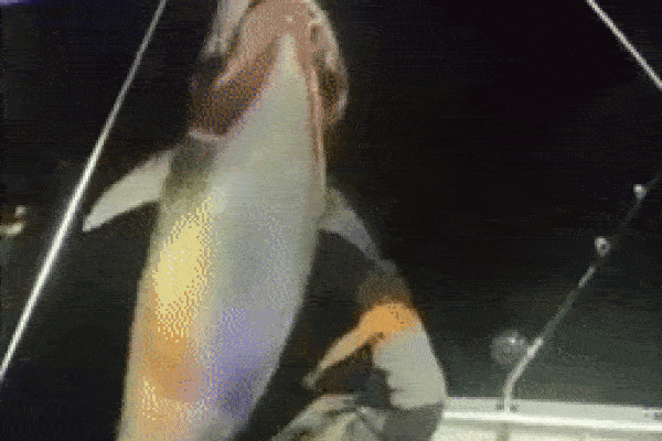 Người phụ nữ một mình kéo con cá ngừ vây xanh nặng 450 kg lên thuyền