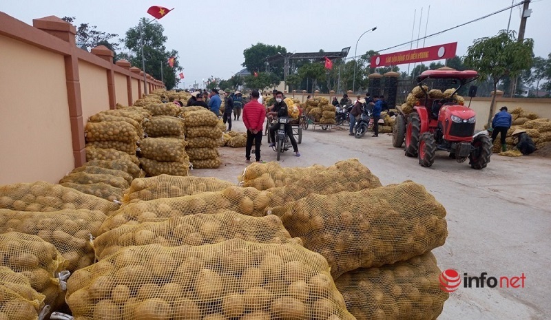 Nghệ An: Khoai tây được mùa, thương lái thu mua hàng nghìn tấn giá cao, nông dân phấn khởi