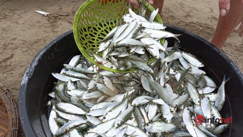 Thanh hóa: Vào mùa cá trích, có bè bắt được vài tạ cá, thu nhập 2-3 triệu đồng mỗi ngày