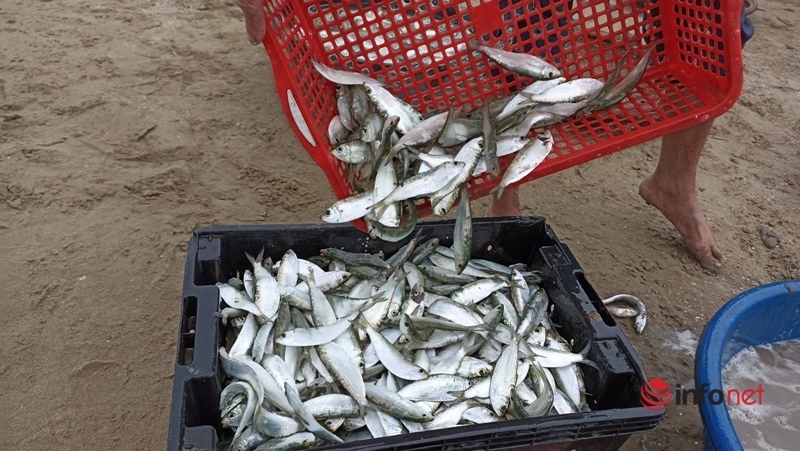 Thanh hóa: Vào mùa cá trích, có bè bắt được vài tạ cá, thu nhập 2-3 triệu đồng mỗi ngày