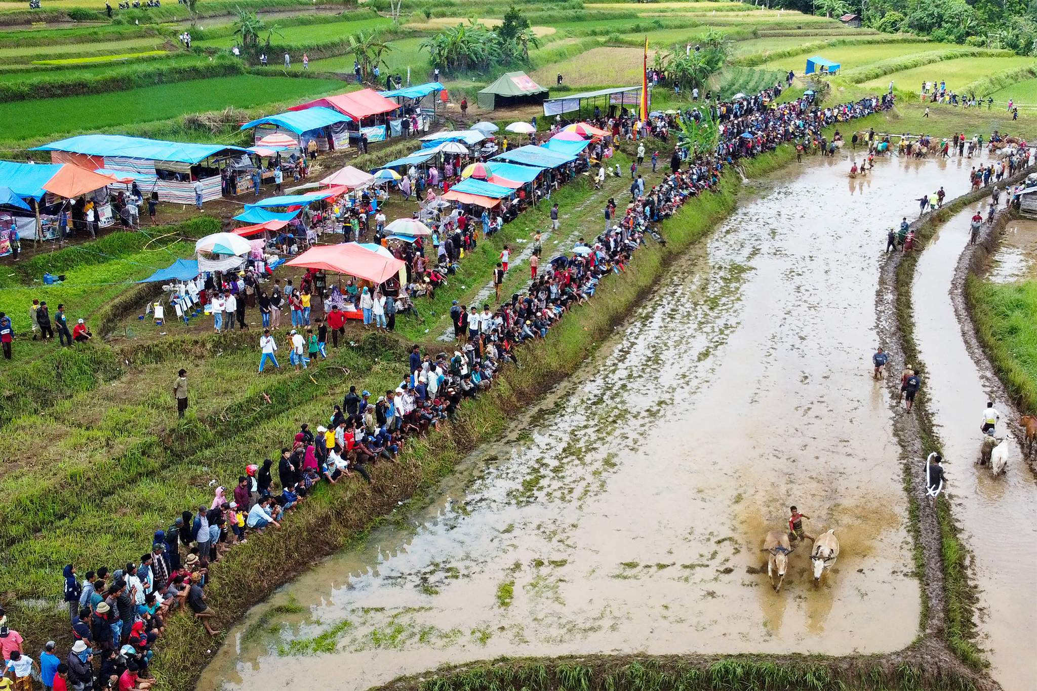 Những sự thật thú vị tại lễ hội đua bò Indonesia