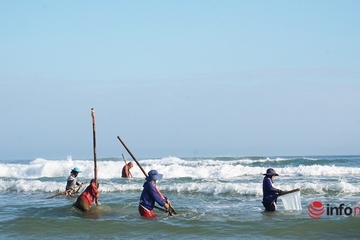 Cào 'lộc biển' đầu năm, ngư dân Quảng Nam dầm nước vài giờ là có nửa triệu bỏ túi