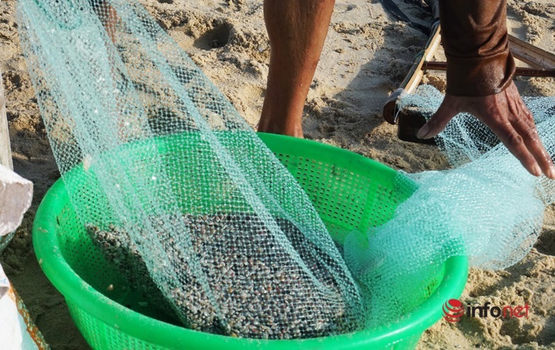 Cào 'lộc biển' đầu năm, ngư dân Quảng Nam dầm nước vài giờ là có nửa triệu bỏ túi